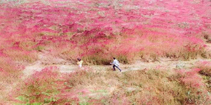 đồi cỏ hồng đà lạt-compressed